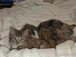 Maine Coon Mädchen 