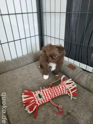 Chihuahua  Pekienese