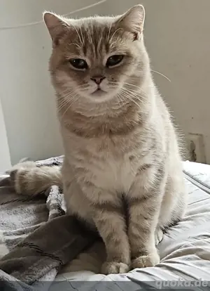 Bkh Kitten 3M 1K Bild 10