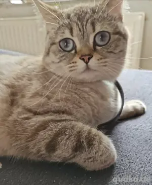 Bkh Kitten 3M 1K Bild 9
