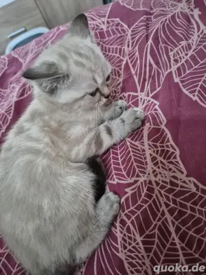 Bkh Kitten 3M 1K Bild 6