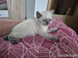 Bkh Kitten 3M 1K Bild 7