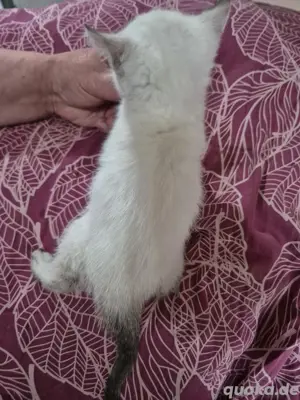 Bkh Kitten 3M 1K Bild 4
