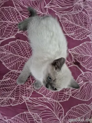 Bkh Kitten 3M 1K Bild 8