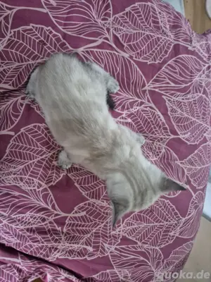Bkh Kitten 3M 1K Bild 5