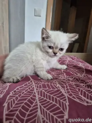 Bkh Kitten 3M 1K Bild 3
