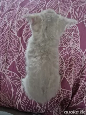 Bkh Kitten 3M 1K Bild 2