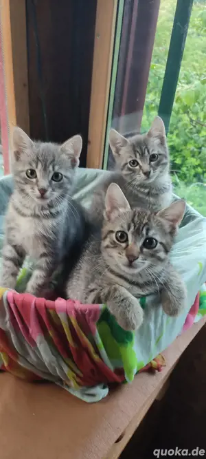 Heilige Birma & EKH Edelmix  Silver Tabby  Kitten 