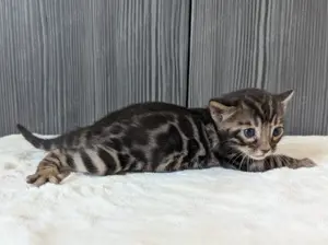 Liebevoll aufgezogene Bengalbabys mit bester Gesundheit abzugeben