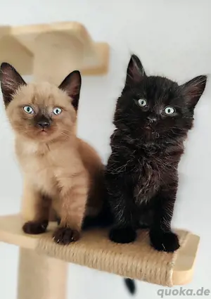    Einzigartige BKH x Canadian Sphynx Kitten chocolate point und black 