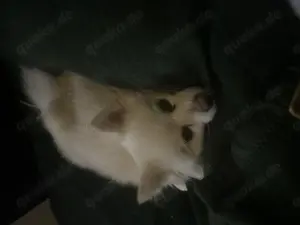 Pomeranian Zwergspitz