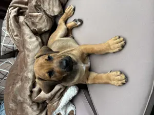 Welpen Großer Schweizer Sennenhund x Rhodesian Ridgeback