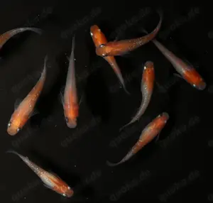 Medaka Kohaku - Reisfisch - Teich Fische - Outdoor - Miniteich Bild 2