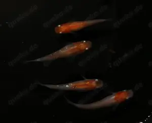 Medaka Kohaku - Reisfisch - Teich Fische - Outdoor - Miniteich Bild 4