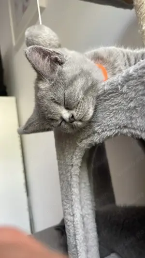 Süße BKH Kitten 