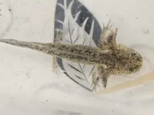 Axolotl Nachwuchs 