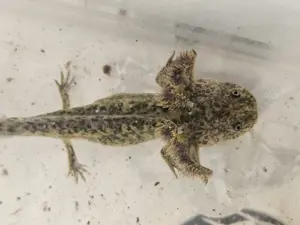 Axolotl Nachwuchs  Bild 2