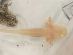 Axolotl Nachwuchs  Bild 3