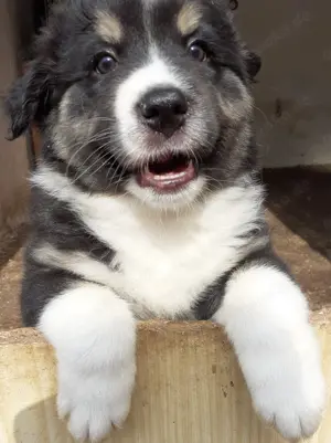 Australian Shepherd Welpen