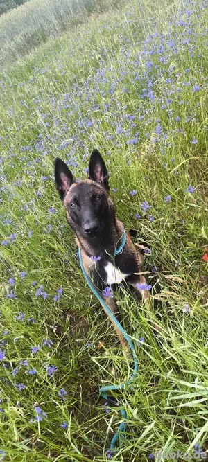 Bald 8 Monate alte Malinoisrüden zu vermitteln