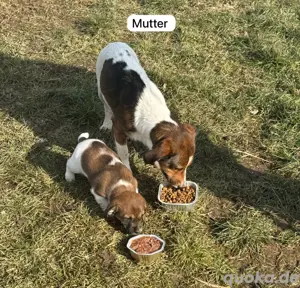 süse jack russel Welpen zu verkaufen 
