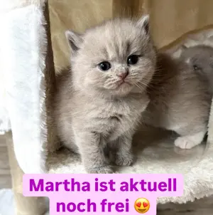 Reinrassige BKH Kitten