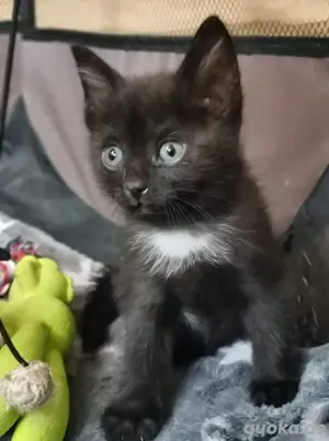 Katzenbabys