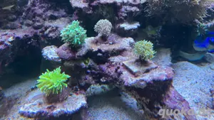 Beckenauflösung Euphyllia 24k OG HG , Banana torch HG , Black Torch