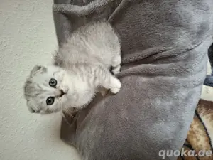 Bkh Katzen Baby