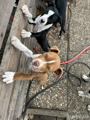 American Bulldog 