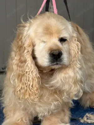Lilou American Cocker Spaniel wünscht sich ein tolles Zuhause 