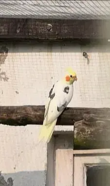 2 Nymphensittiche, Paar, Pärchen 