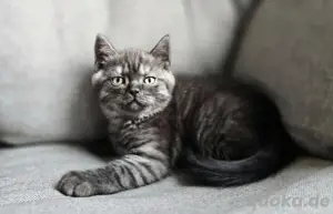 BKH Kittens Abgeben Ab Sofort