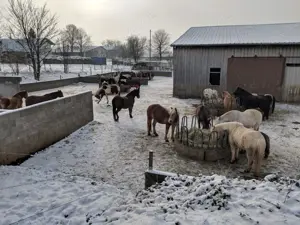 Übernahme Pferd