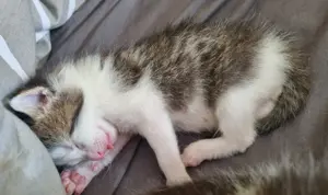 4 Katzenbabys ab Anfang August abzugeben