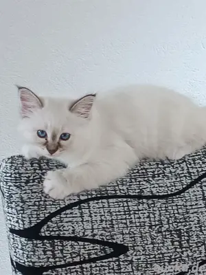 Reinrassige Heilige Birma Kitten