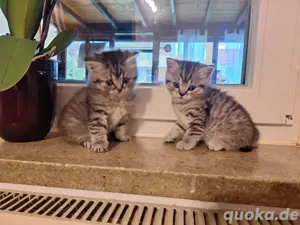 Wunderschöne Britisch kurzhaar kitten 
