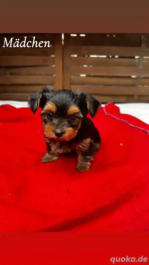 6 Yorkshire Terrier Welpen 