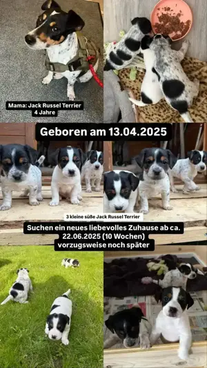  Jack Russell Terrier Welpen suchen ein liebevolles Zuhause 