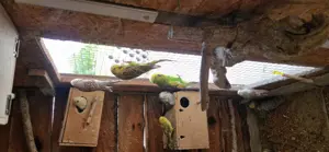 Schau Wellensittich  Bild 4