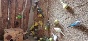 Schau Wellensittich  Bild 2