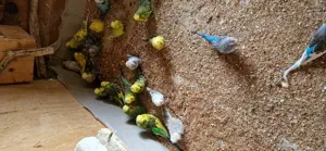 Schau Wellensittich  Bild 3