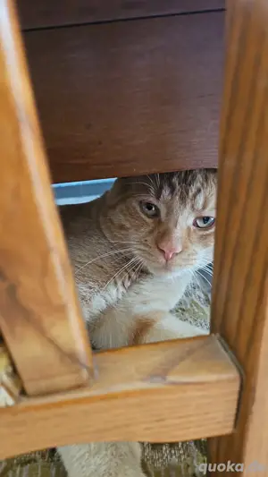 süßer kater