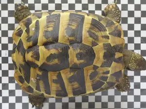 Griechische Landschildkröte weiblich 10 Jahre alt