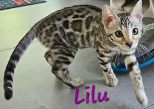 Bengalkitten als Liebhabertier