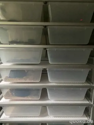 Rack Aluracks V28 mit 20 Boxen, Schlangenrack, Reptilien