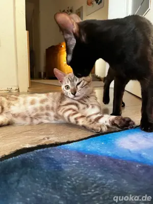 Seal Mink Bengal Kitten 