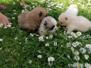 Wunderschöne Pomeranian ( Boo) Zwergspitz Welpen 