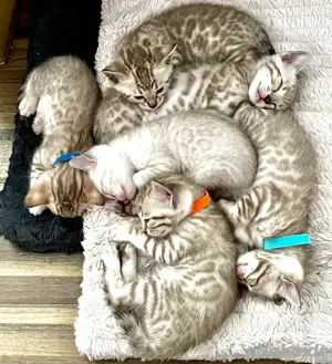Bengal Kitten mit Stammbaum 