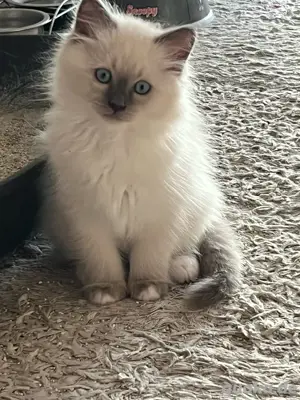 Kitten heilige Birma